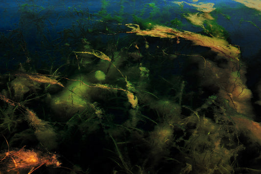 Underwater Forest. Undervattensskogen